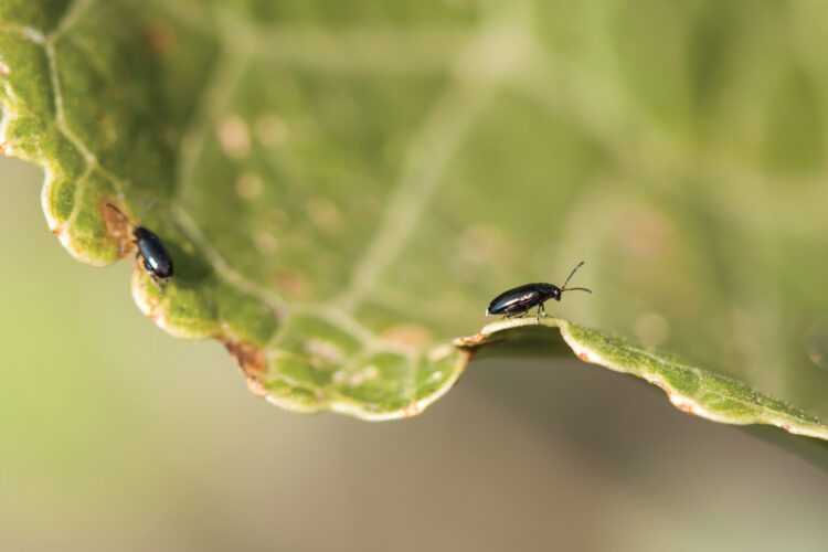 Flea Beetles and Homegrown Pineapple Image